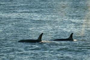 Orca attacking sea lions, Patagonia Argentina photo