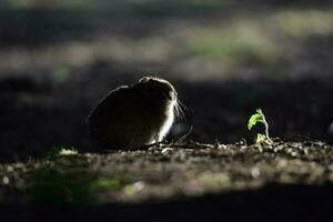 Desert Cavi, Lihue Calel National Park, La Pampa Province, Patagonia , Argentina photo