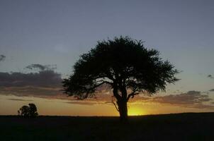 pampa árbol paisaje, la pampa provincia, Patagonia, argentina. foto