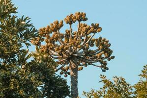 Jungle, near Santa Lucia estuary,South Africa photo