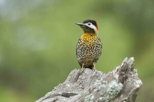 verde prohibido pájaro carpintero en bosque ambiente, la pampa provincia, Patagonia, argentina. foto