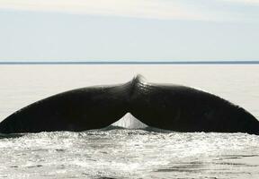 ballena cola en península Valdés, Patagonia, argentina foto