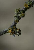 Lichens attached to a tree branch, La Pampa Province, Patagonia, Argentina. photo