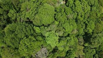 4k aéreo imágenes de paisaje y caliza montañas, ao no, krabi video