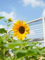 bunga matahari o Dom flor o helianthus annuus l foto