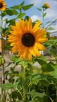 bunga matahari o Dom flor o helianthus annuus l foto