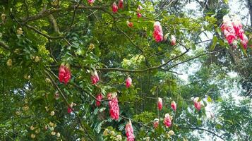 Pohon saputangan or Maniltoa grandiflora in the garden photo