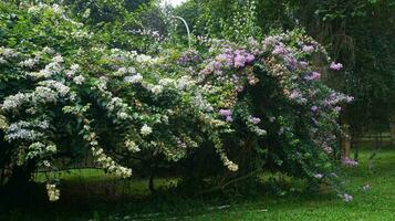 Bunga kertas or bugenvil or Bougainville or Bougainvillea or B. glabra photo