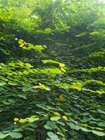 Green leafs in the garden photo