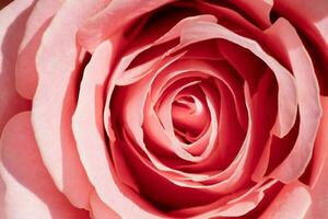 Macro pink rose photo