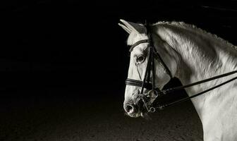 blanco caballo en el oscuridad foto