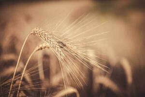 Wheat and Rye Grain Hybrid Triticale Ears Closeup photo