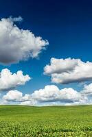 Scenic Summer Butted Field photo