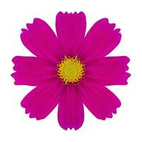 Purple cosmos flower isolated on white with clipping path photo