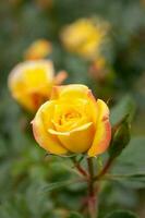 yellow rose flower in a garden photo