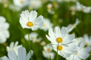 White cosmos flowers in the garden photo