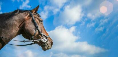 caballo cabeza en azul cielo. Copiar espacio. ecuestre tema. foto