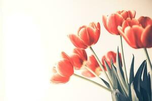 Red tulips over white background. Valentines day background. photo