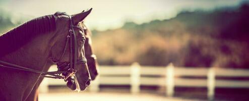 Horse heads with equestian parkour in background. Equestrian theme. photo