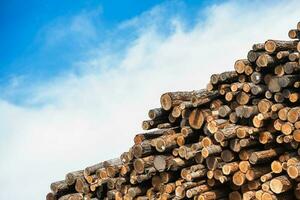 Pile of Raw Wood Logs photo