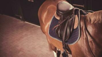 Horse in the stable with horse equipment. Equestrian theme. photo