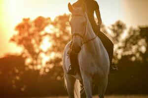 Happy white horse and his rider at the sunset. Equestrian theme. photo