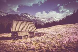 Old Wooden Mountain Cabin surrounded by Crocus Meadow photo