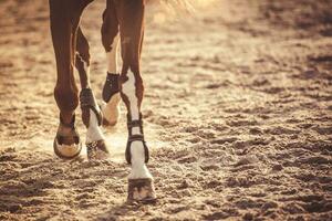 caballo piernas corriendo en puesta de sol foto