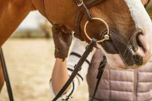 Girl hand touching horse head. Equestrian theme. Ring bit. photo