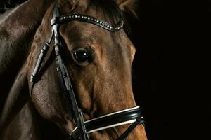 Closeup of horse head on black background. Equestrian theme. photo