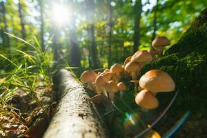 Forest mushrooms in the forest. photo