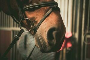 caballo en un brida de cerca foto