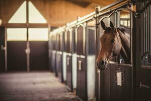 Brown beautiful horse standing in barn. Equestrian theme. photo