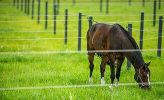 contento caballo en césped paddock foto