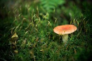 Lone mushroom in the moss. photo