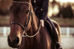 contento cara de un caballo siendo acariciado por un niña jinete foto