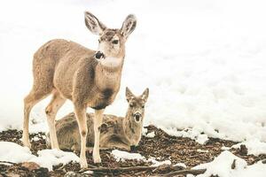 Young Mule Deers photo