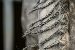 Grey Horse with Long Braided Mane photo