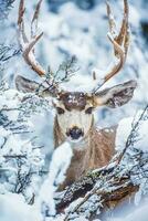 Arizona Mule Deer photo