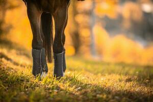 caballo piernas con caballo vendajes y envuelve ecuestre equipo. foto