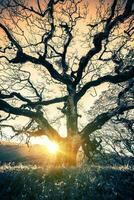antiguo árbol puesta de sol foto