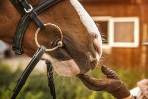 Girl hand touching horse head. Equestrian theme. Ring bit. photo