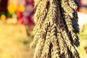 Fresh Wheat Seeds Closeup photo