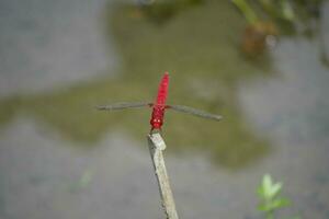 red dragonfly on spike photo