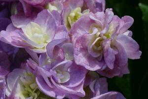 hydrangea flowers in close up photo