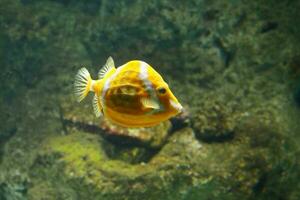 orange pufferfish against rock wall photo