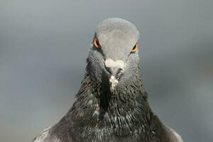 pigeon in close-up photo