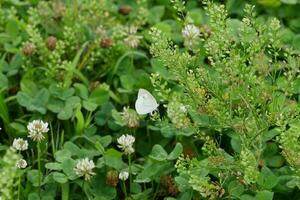 clover meadow with white butterfly photo