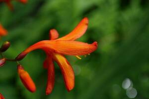 orange flower head photo