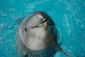 delfín cerca arriba foto